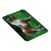 ふわふわの可愛らしいダートモアポニー マグネット (右側)