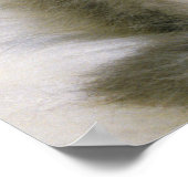 ふわふわの白いカーペットの上で眠る子猫 ポスター (角)