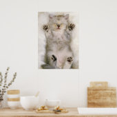 ふわふわの白いカーペットの上で眠る子猫 ポスター (キッチン)