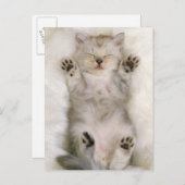 ふわふわの白いカーペットの上で眠る子猫 ポストカード (正面/裏面)