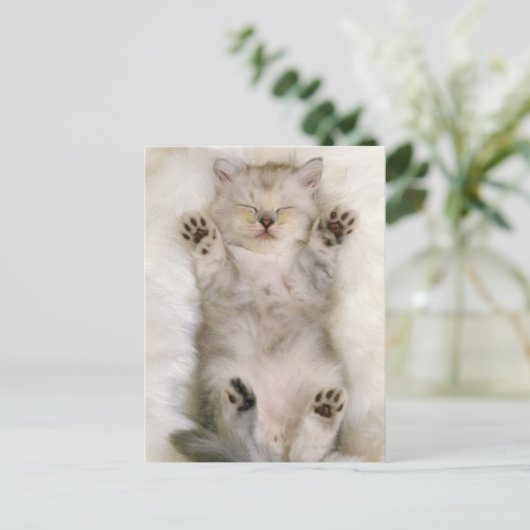 ふわふわの白いカーペットの上で眠る子猫 ポストカード (スタンド正面)