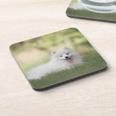 ふわふわの白いケシャンドパピー コースター (左側)