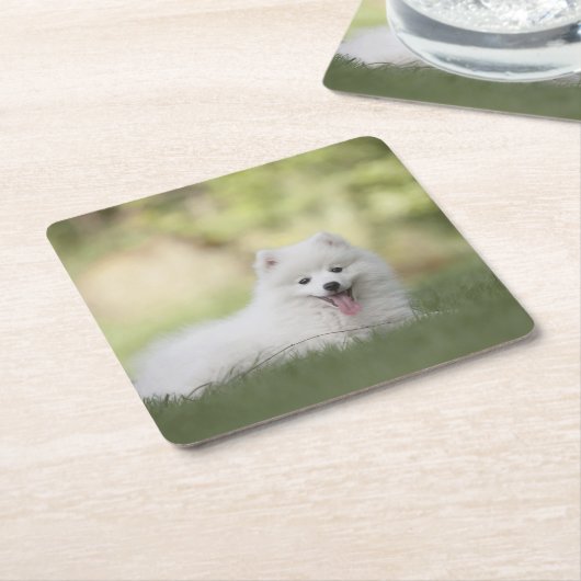 ふわふわの白いケシャンドパピー スクエアペーパーコースター (アングル)