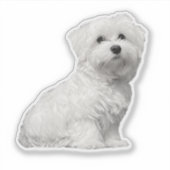 ふわふわの白いマルチーズパピーシッティング シール (正面)
