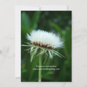 ふわふわの白い植物の頭 夏の結婚式 招待状 (裏面)