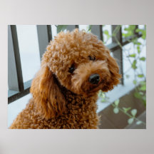 ふわふわの茶色いプードル犬