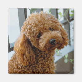ふわふわの茶色いプードル犬 マグネット
