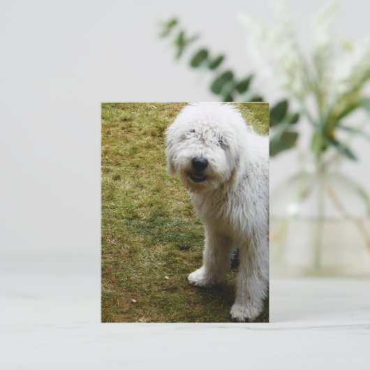 ふわふわふわの悪い髪の日犬 ポストカード (スタンド正面)