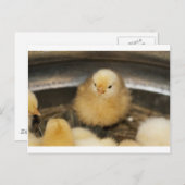 ふわふわイエローベビーシック ポストカード (正面/裏面)