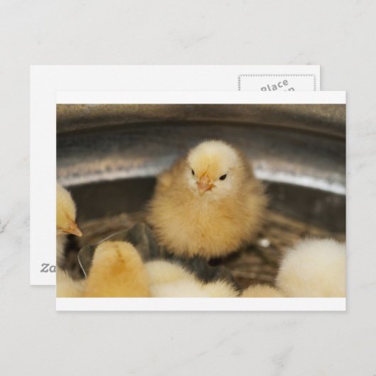 ふわふわイエローベビーシック ポストカード (正面/裏面)