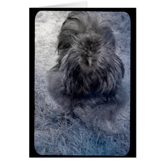 ふわふわシルキーロスターさん2 (正面)