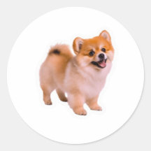 ふわふわポメラニアンパピー ステッカー かわいい犬 Lo