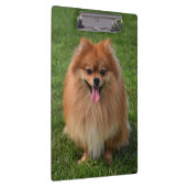 ふわふわポメラニア犬子犬 クリップボード (右)