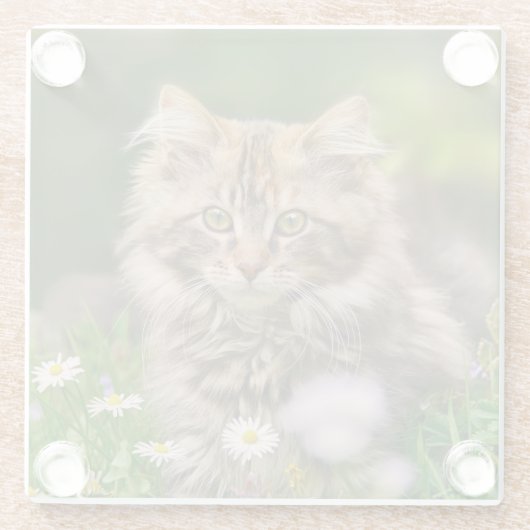 ふわふわメインの子ネコかわいい花の写真 ガラスコースター (裏面)