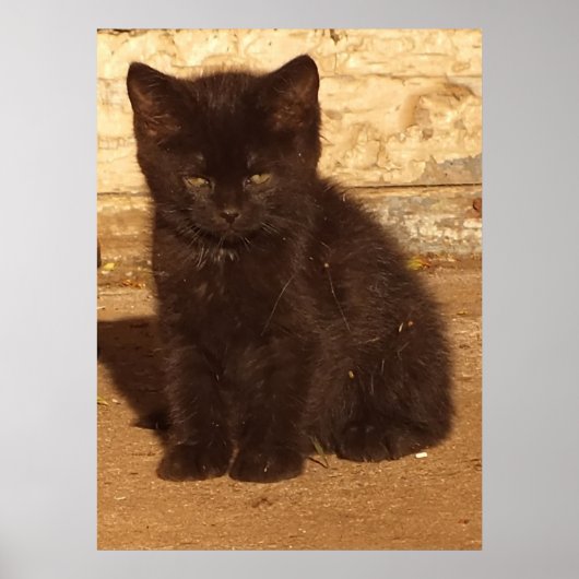 ふわふわ黒子猫ポスター ポスター (正面)