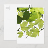 ぶどうつる植物グリーン葉ズ ポストカード (正面/裏面)