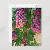ぶどうつる植物 ポストカード (正面/裏面)