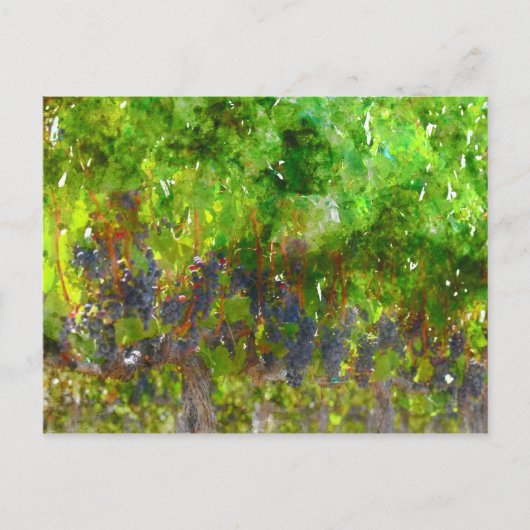 ぶどうの房（赤） ポストカード (正面)