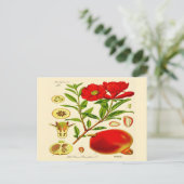 ぶどうの木 ポストカード (スタンド正面)