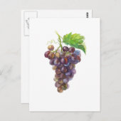 ぶどうの束フルーツ水の色絵画の ポストカード (正面/裏面)