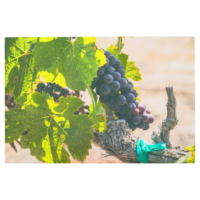 ぶどうオンつる植物 メタルプリント (正面)