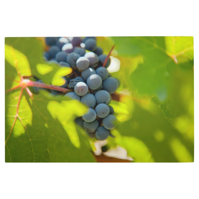 ぶどうオンつる植物 メタルプリント (正面)