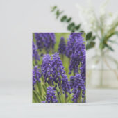 ぶどうヒヤシンス球根はがき ポストカード (スタンド正面)