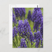 ぶどうヒヤシンス球根はがき ポストカード (正面/裏面)