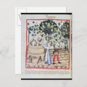 ぶどう収穫13世紀 ポストカード (正面/裏面)