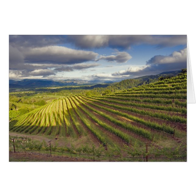 ぶどう園。ナパ·バレー。ナパ。ナパ郡 (正面横)