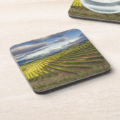 ぶどう園。ナパ·バレー。ナパ。ナパ郡 コースター (左側)