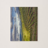 ぶどう園。ナパ·バレー。ナパ。ナパ郡 ジグソーパズル (縦)