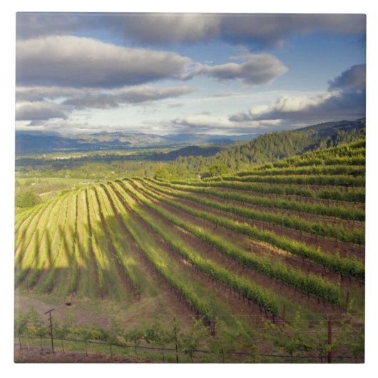 ぶどう園。ナパ·バレー。ナパ。ナパ郡 タイル (正面)