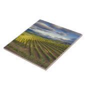 ぶどう園。ナパ·バレー。ナパ。ナパ郡 タイル (側面)