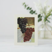 ぶどう ポストカード (スタンド正面)