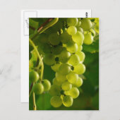 ぶどう ポストカード (正面/裏面)