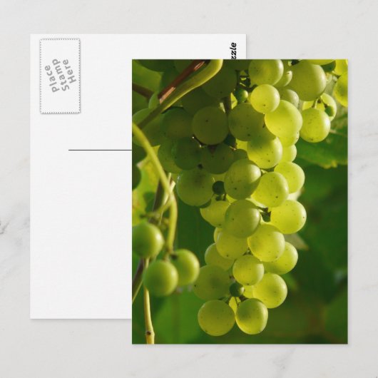 ぶどう ポストカード (正面/裏面)