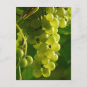 ぶどう ポストカード (正面)