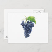 ぶどう。水の色 ポストカード (正面/裏面)