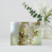 ぶらぶらぶらり蘭はがき ポストカード (スタンド正面)