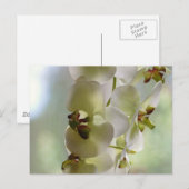 ぶらぶらぶらり蘭はがき ポストカード (正面/裏面)