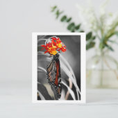 ぶら下がった（昆虫）オオカバマダラ、モナーク蝶 ポストカード (スタンド正面)