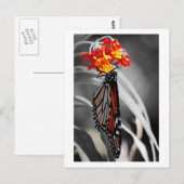 ぶら下がった（昆虫）オオカバマダラ、モナーク蝶 ポストカード (正面/裏面)