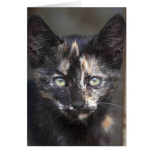 べっ甲子猫 (正面)