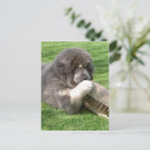 ほうきを持つチベットマスチフジャムポ ポストカード (スタンド正面)