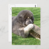 ほうきを持つチベットマスチフジャムポ ポストカード (正面/裏面)