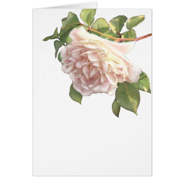 ほこりっぽいエレガントピーチ色のオレンジ色の白フローラバラ (正面)