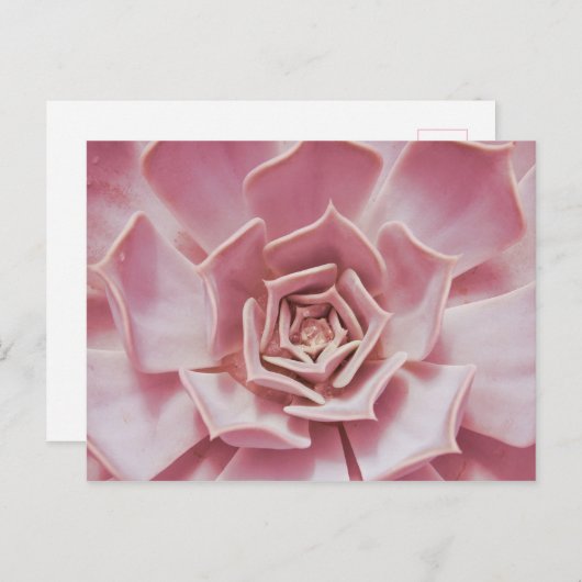 ほこりっぽいバラピンク多肉質の南西砂漠の植物 ポストカード (正面/裏面)