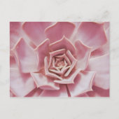 ほこりっぽいバラピンク多肉質の南西砂漠の植物 ポストカード (正面)