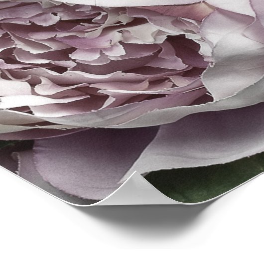 ほこりっぽいピンクの牡丹の花束ポスター ポスター (角)